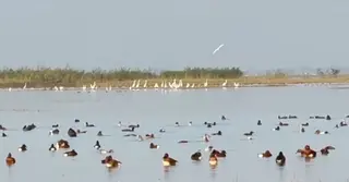 সুনামগঞ্জে আর আগের মতো ভিড় নেই অতিথি পাখির, হতাশ পাখিপ্রেমীরা